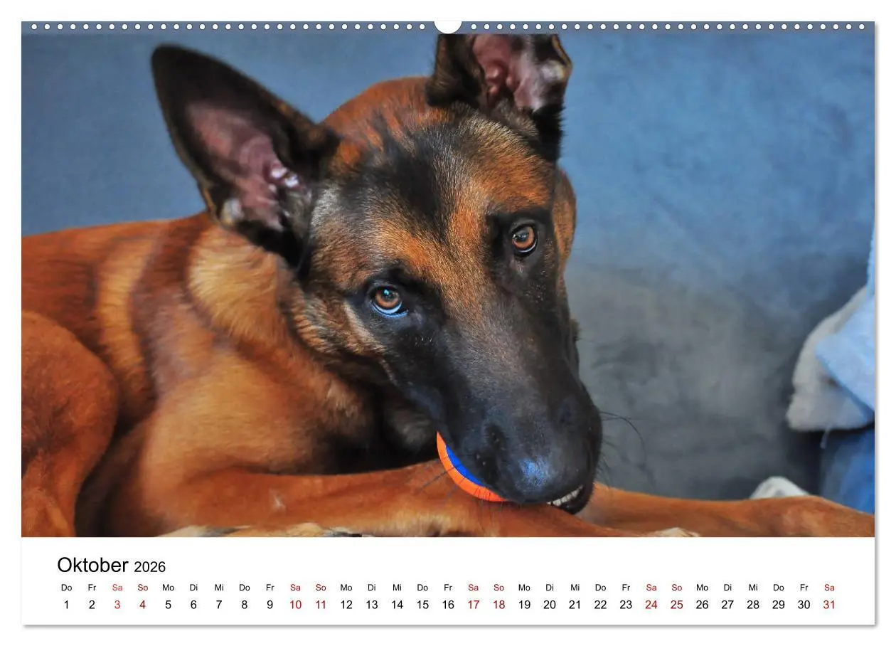 Bild: 9783457730997 | Malinois - Wahnsinn auf vier Pfoten (hochwertiger Premium...