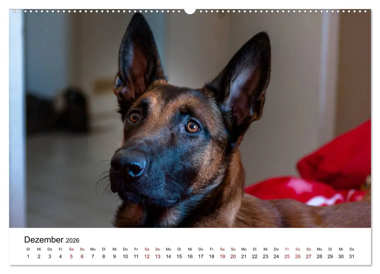 Bild: 9783457730997 | Malinois - Wahnsinn auf vier Pfoten (hochwertiger Premium...