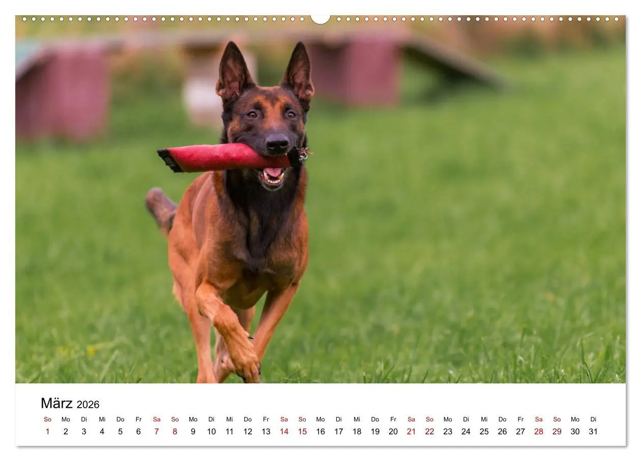 Bild: 9783457730997 | Malinois - Wahnsinn auf vier Pfoten (hochwertiger Premium...