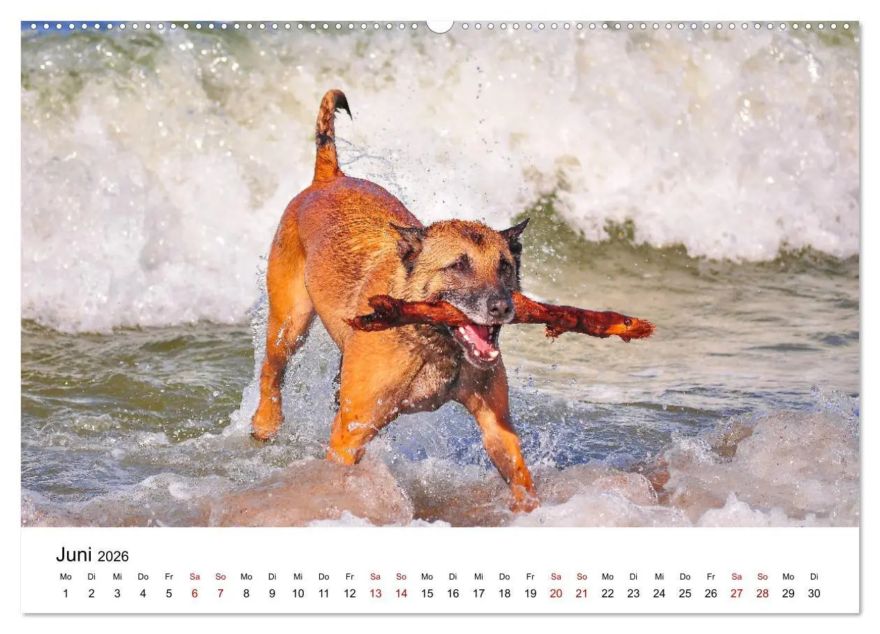 Bild: 9783457730997 | Malinois - Wahnsinn auf vier Pfoten (hochwertiger Premium...