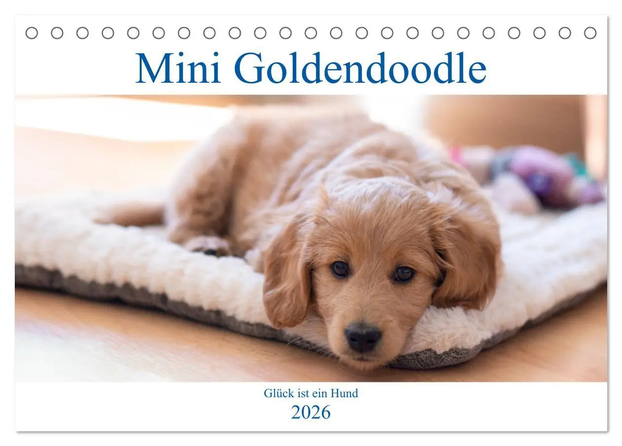 Cover: 9783457800997 | Mini Goldendoodle - Glück ist ein Hund (Tischkalender 2026 DIN A5...