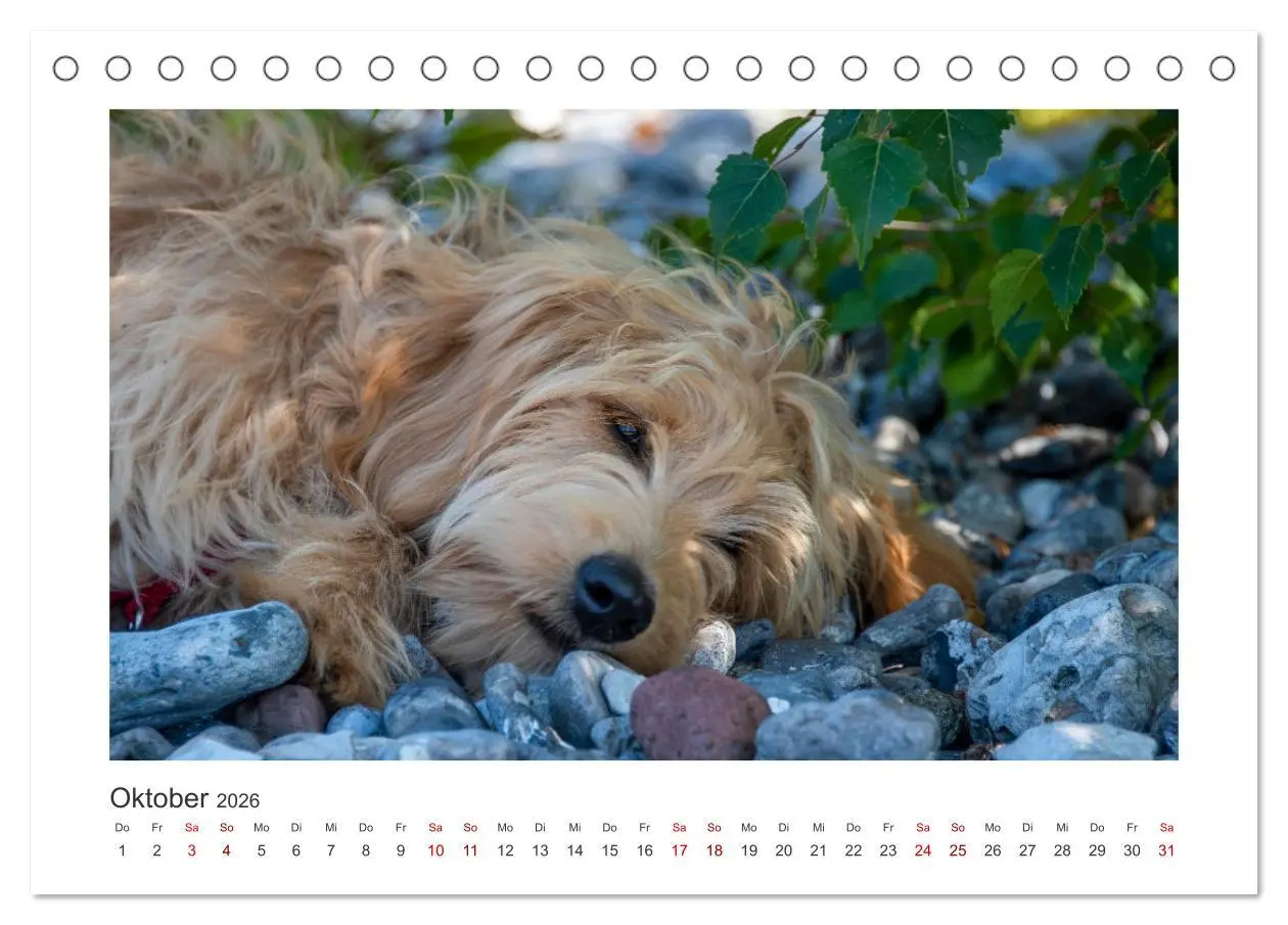 Bild: 9783457800997 | Mini Goldendoodle - Glück ist ein Hund (Tischkalender 2026 DIN A5...
