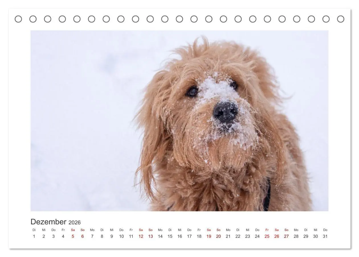 Bild: 9783457800997 | Mini Goldendoodle - Glück ist ein Hund (Tischkalender 2026 DIN A5...
