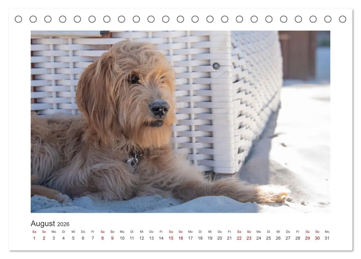 Bild: 9783457800997 | Mini Goldendoodle - Glück ist ein Hund (Tischkalender 2026 DIN A5...