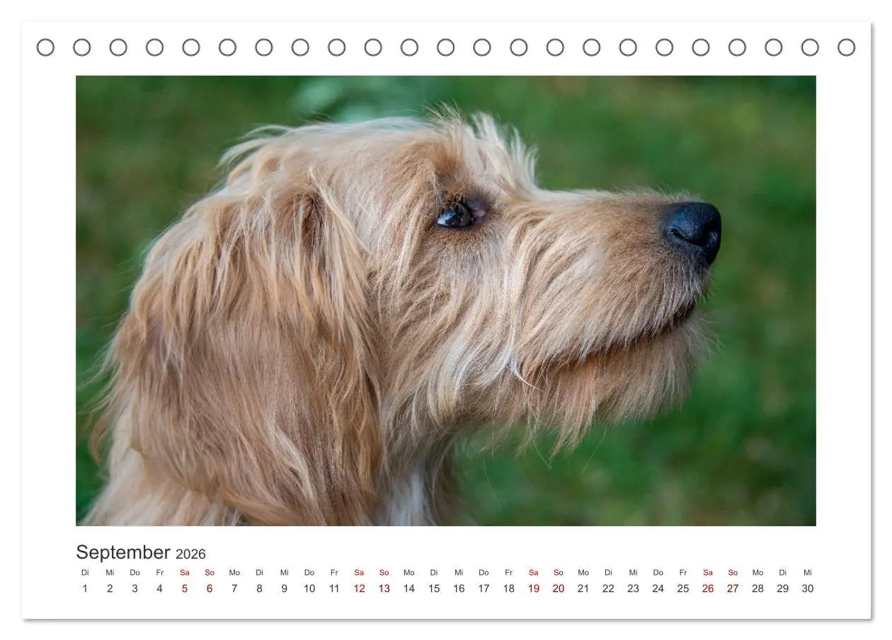 Bild: 9783457800997 | Mini Goldendoodle - Glück ist ein Hund (Tischkalender 2026 DIN A5...