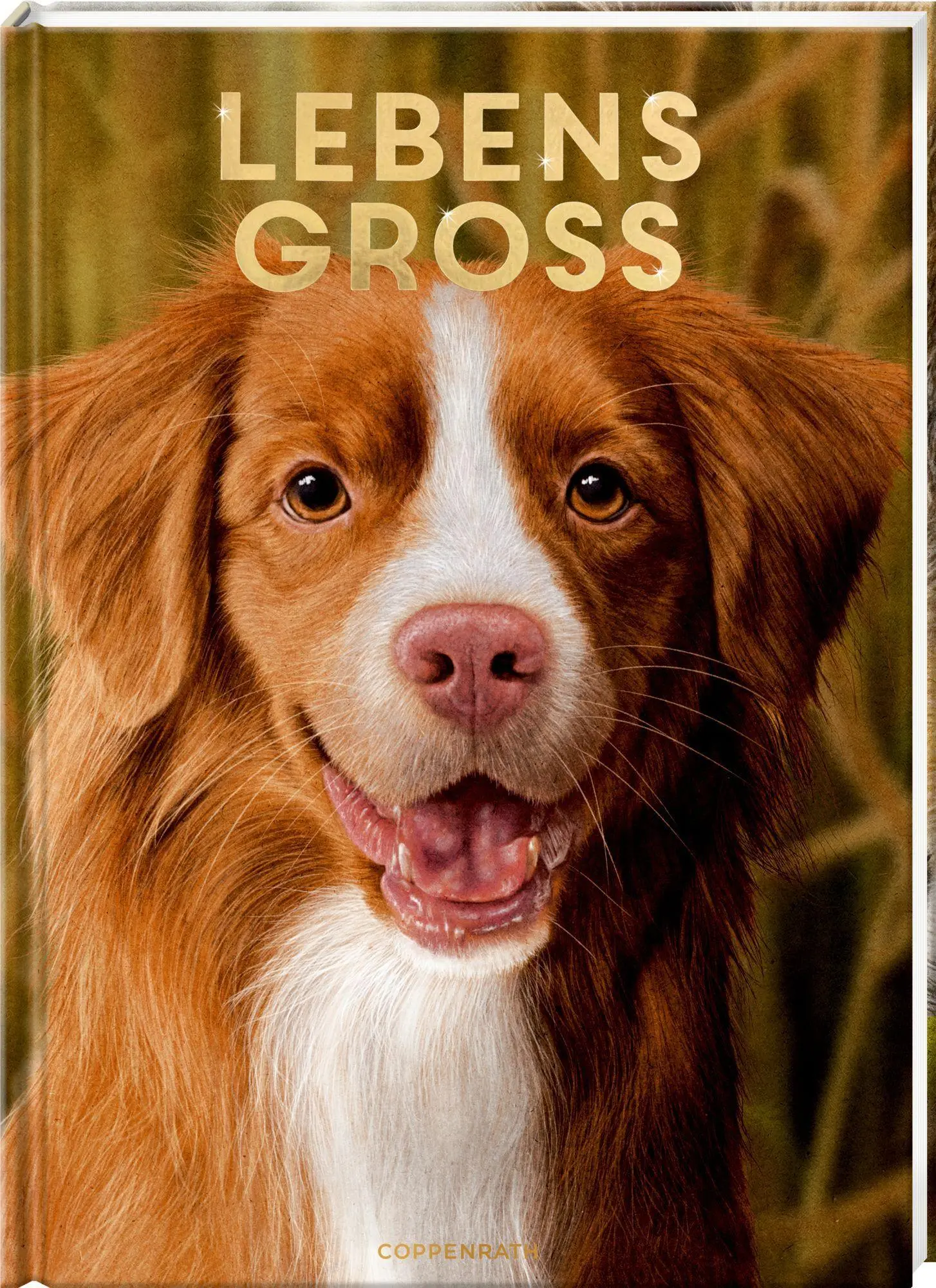 Cover: 9783649650997 | Lebensgroß | Hunde, unsere Gefährten | Raphael Knop | Buch | 56 S.