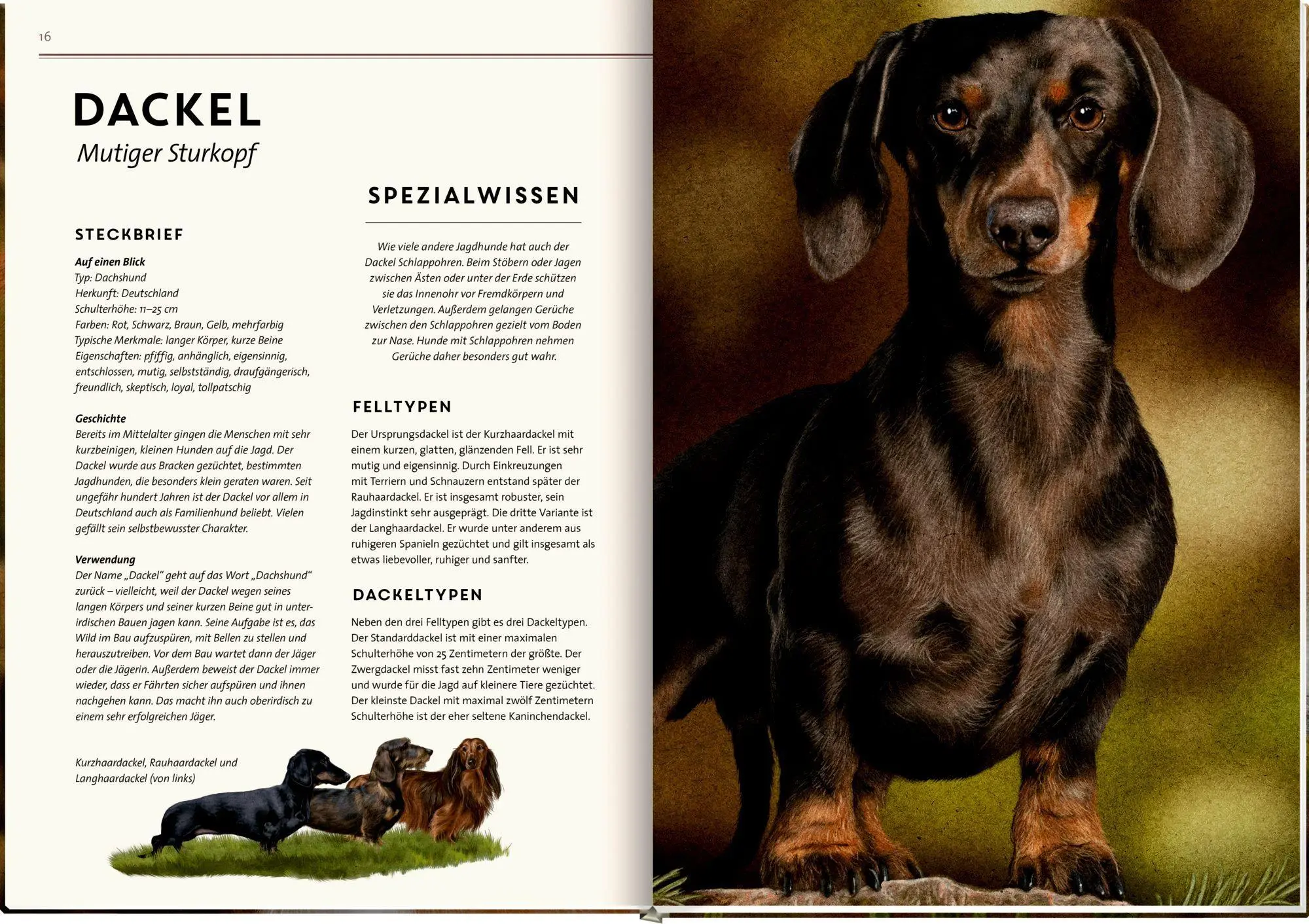 Bild: 9783649650997 | Lebensgroß | Hunde, unsere Gefährten | Raphael Knop | Buch | 56 S.