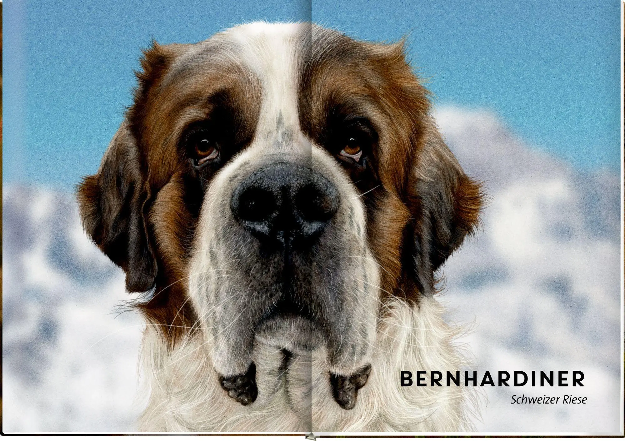 Bild: 9783649650997 | Lebensgroß | Hunde, unsere Gefährten | Raphael Knop | Buch | 56 S.