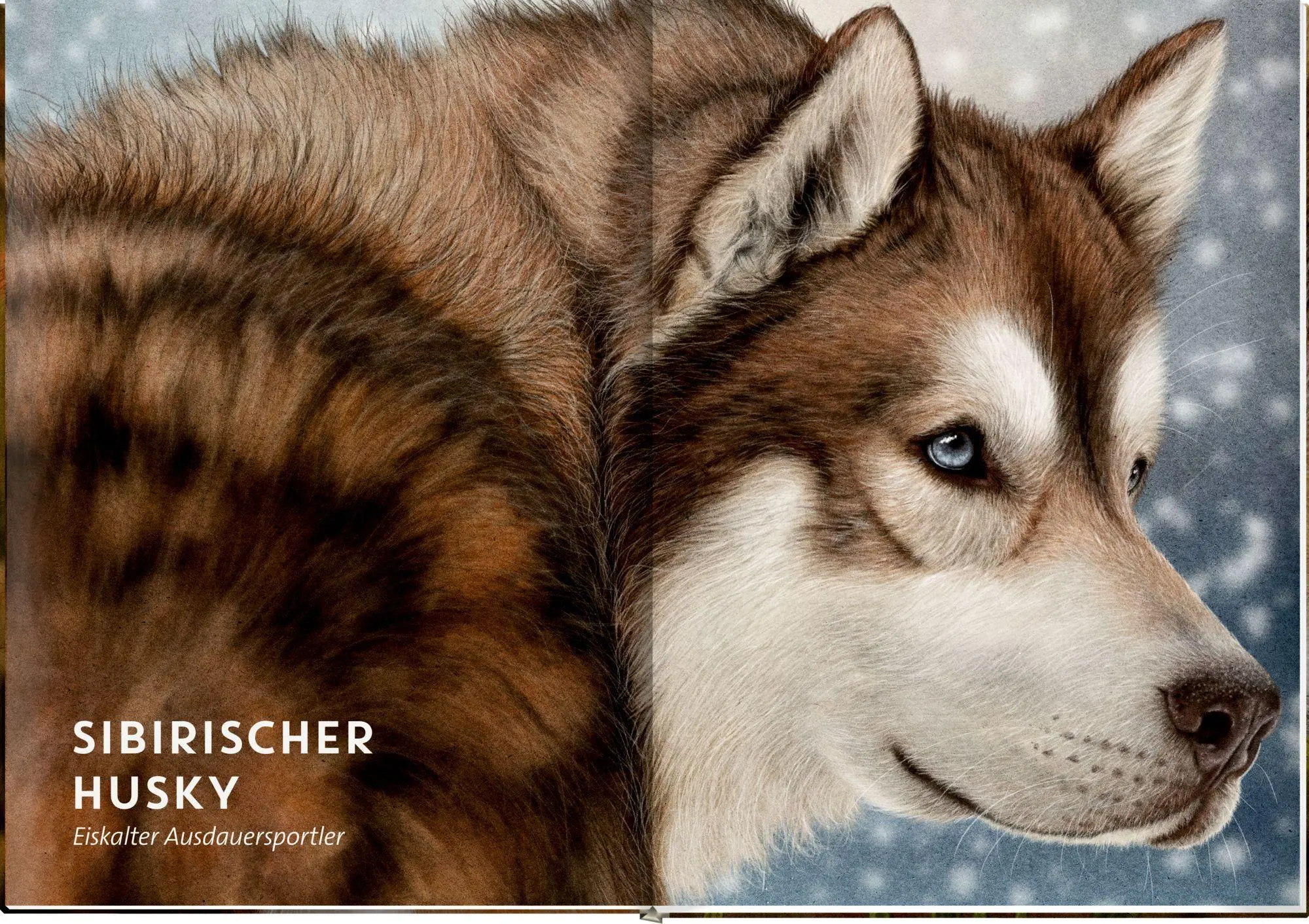 Bild: 9783649650997 | Lebensgroß | Hunde, unsere Gefährten | Raphael Knop | Buch | 56 S.