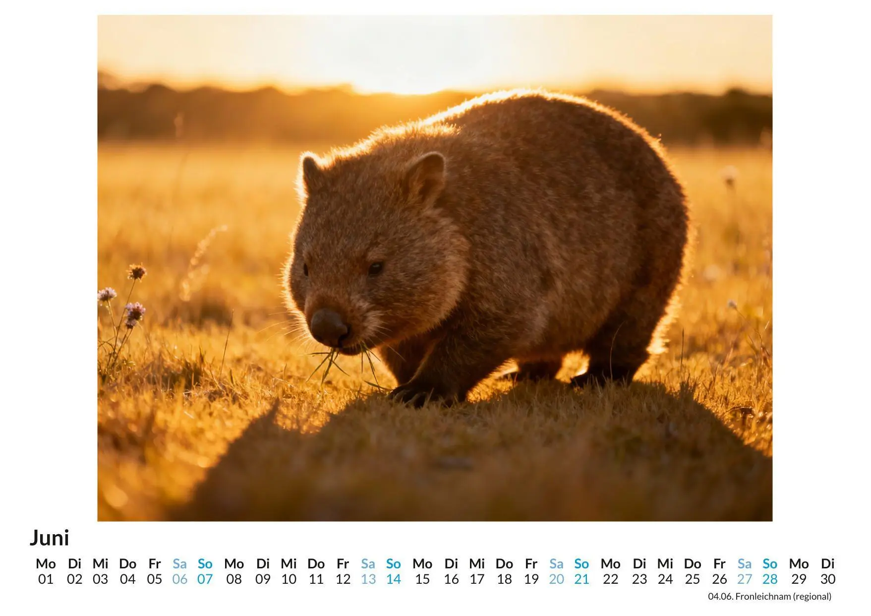 Bild: 9783695330997 | Wombat | Jonah Meier | Kalender | Deutsch | 2026 | FlipFlop