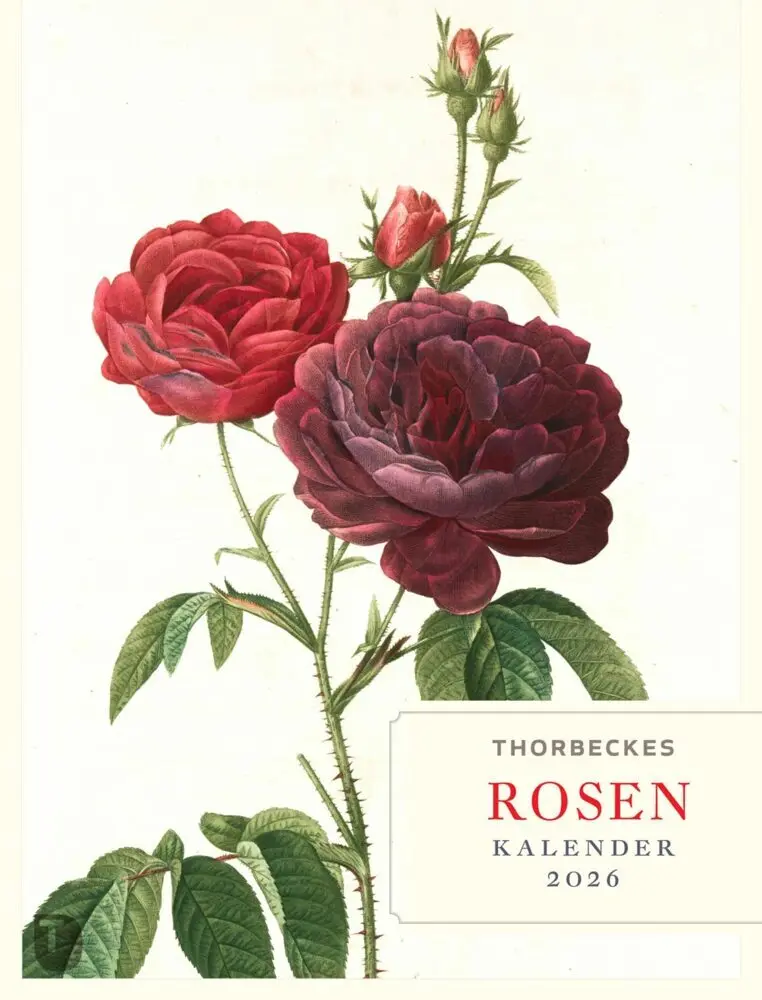 Cover: 9783799520997 | Thorbeckes Rosen-Kalender 2026 | Kalender | 56 S. | Deutsch | 2026