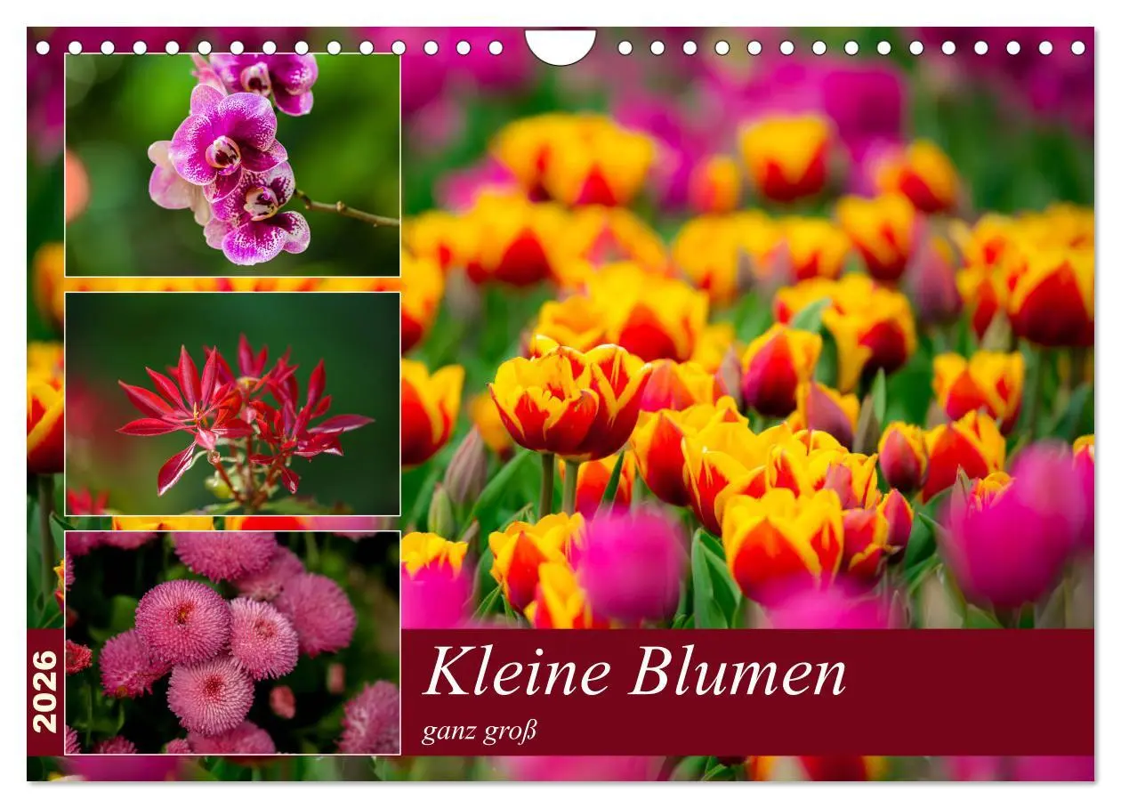 Cover: 9783457791097 | Kleine Blumen ganz groß (Wandkalender 2026 DIN A4 quer), CALVENDO...