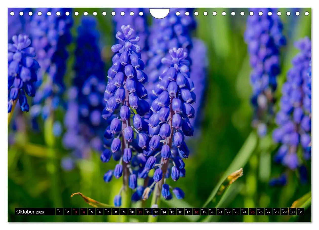 Bild: 9783457791097 | Kleine Blumen ganz groß (Wandkalender 2026 DIN A4 quer), CALVENDO...