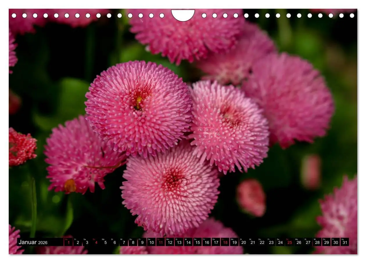 Bild: 9783457791097 | Kleine Blumen ganz groß (Wandkalender 2026 DIN A4 quer), CALVENDO...