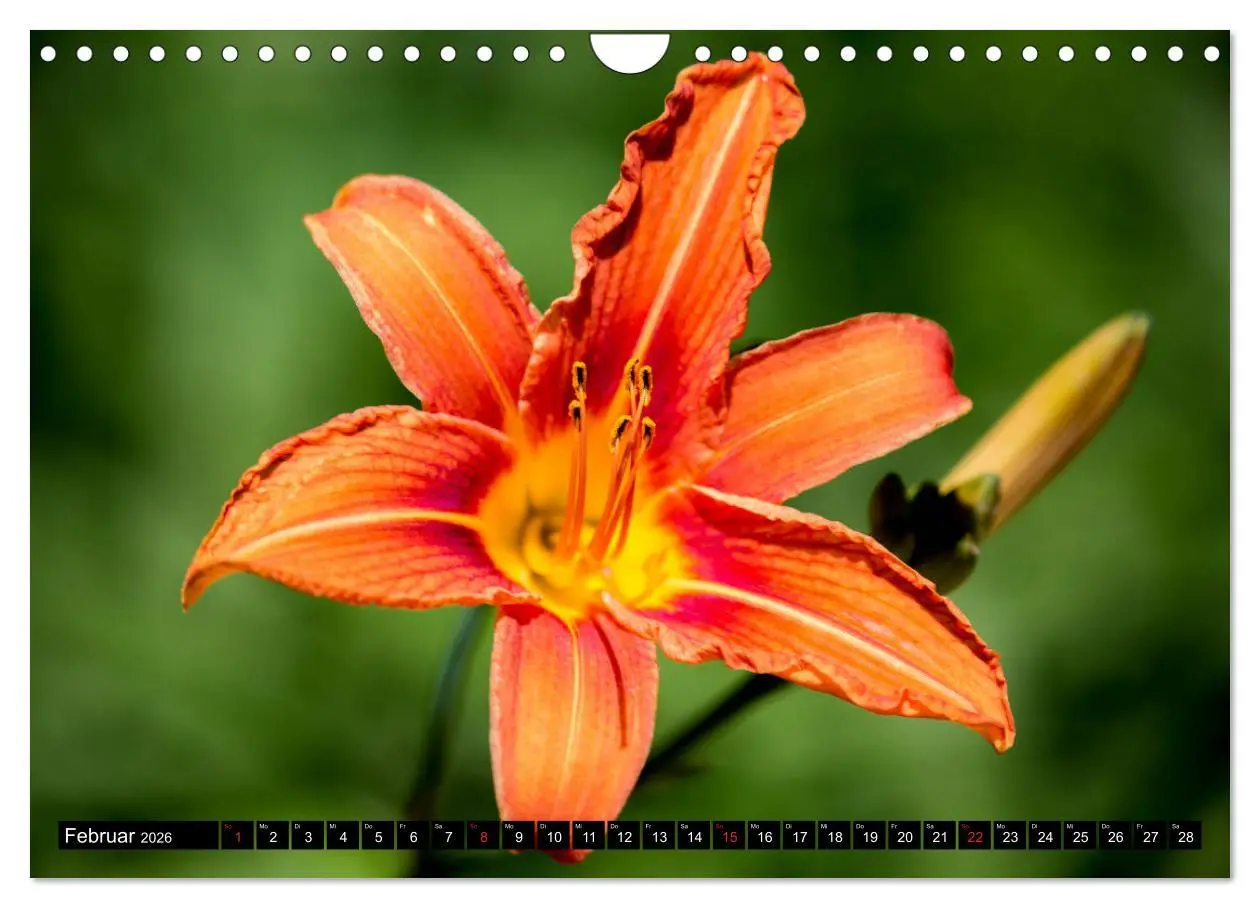 Bild: 9783457791097 | Kleine Blumen ganz groß (Wandkalender 2026 DIN A4 quer), CALVENDO...