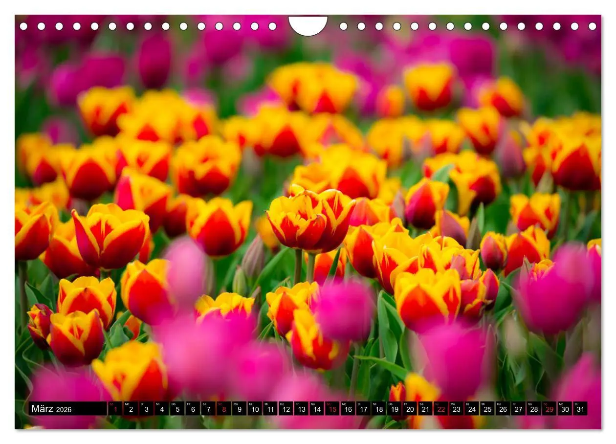 Bild: 9783457791097 | Kleine Blumen ganz groß (Wandkalender 2026 DIN A4 quer), CALVENDO...