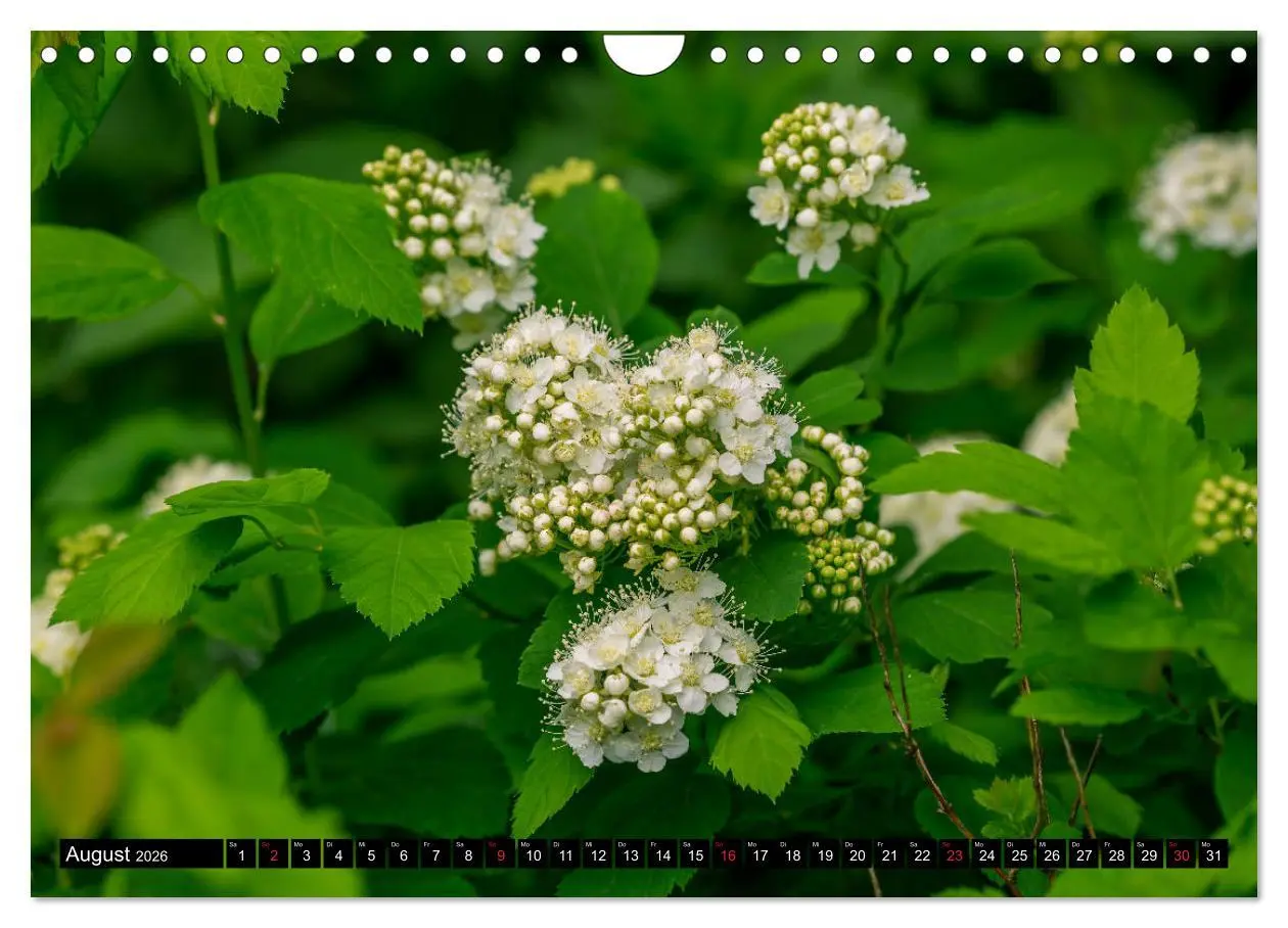 Bild: 9783457791097 | Kleine Blumen ganz groß (Wandkalender 2026 DIN A4 quer), CALVENDO...