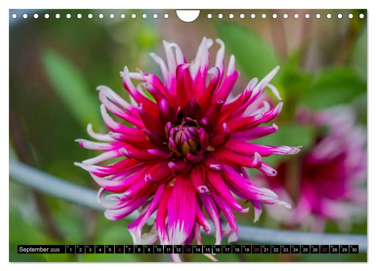 Bild: 9783457791097 | Kleine Blumen ganz groß (Wandkalender 2026 DIN A4 quer), CALVENDO...