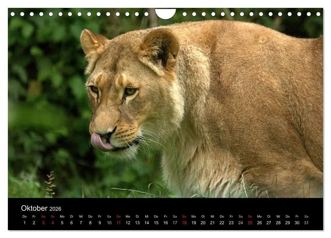 Bild: 9783516191097 | Löwen (Wandkalender 2026 DIN A4 quer), CALVENDO Monatskalender | Klatt