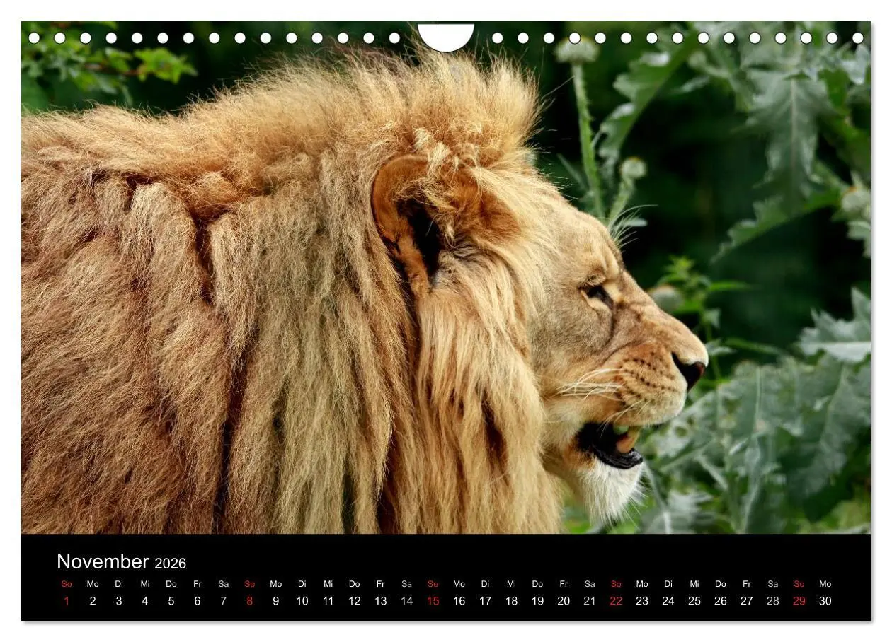 Bild: 9783516191097 | Löwen (Wandkalender 2026 DIN A4 quer), CALVENDO Monatskalender | Klatt