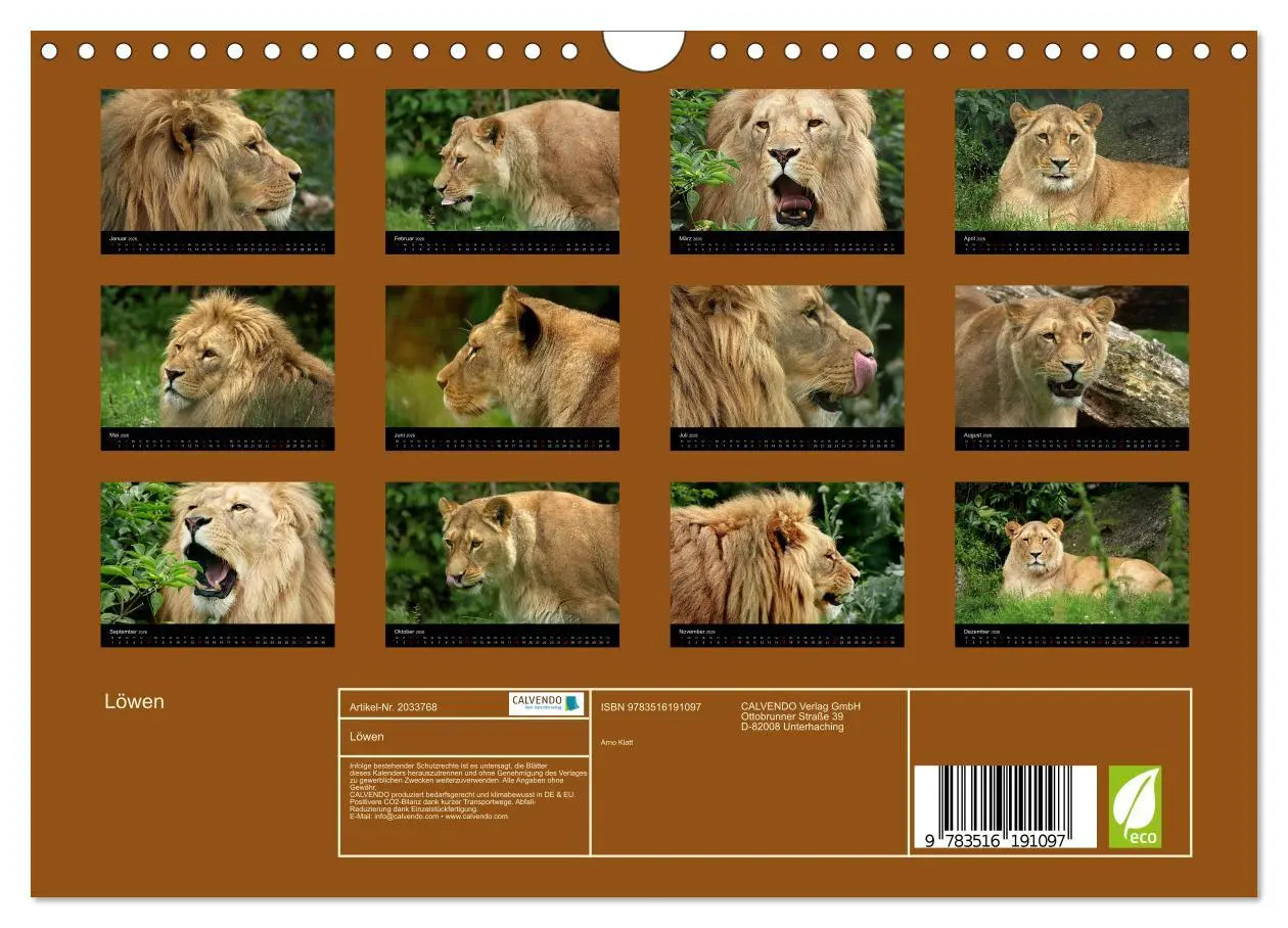 Bild: 9783516191097 | Löwen (Wandkalender 2026 DIN A4 quer), CALVENDO Monatskalender | Klatt