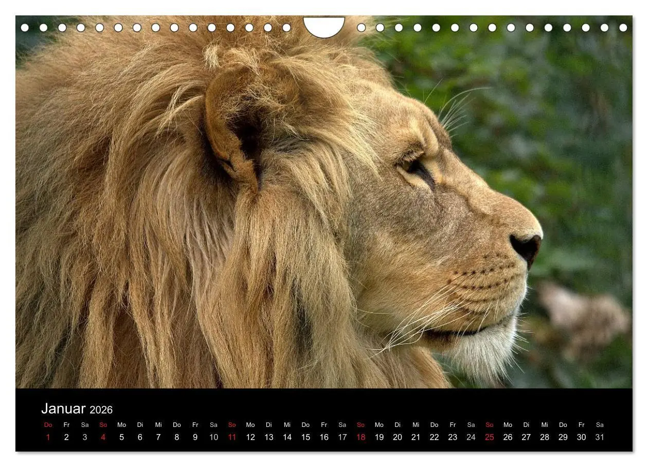 Bild: 9783516191097 | Löwen (Wandkalender 2026 DIN A4 quer), CALVENDO Monatskalender | Klatt