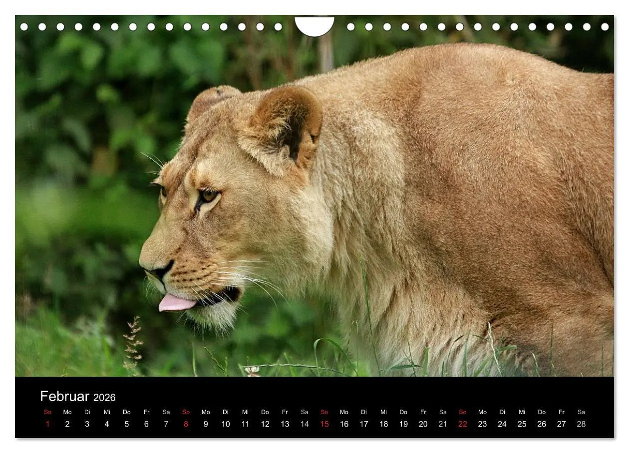 Bild: 9783516191097 | Löwen (Wandkalender 2026 DIN A4 quer), CALVENDO Monatskalender | Klatt