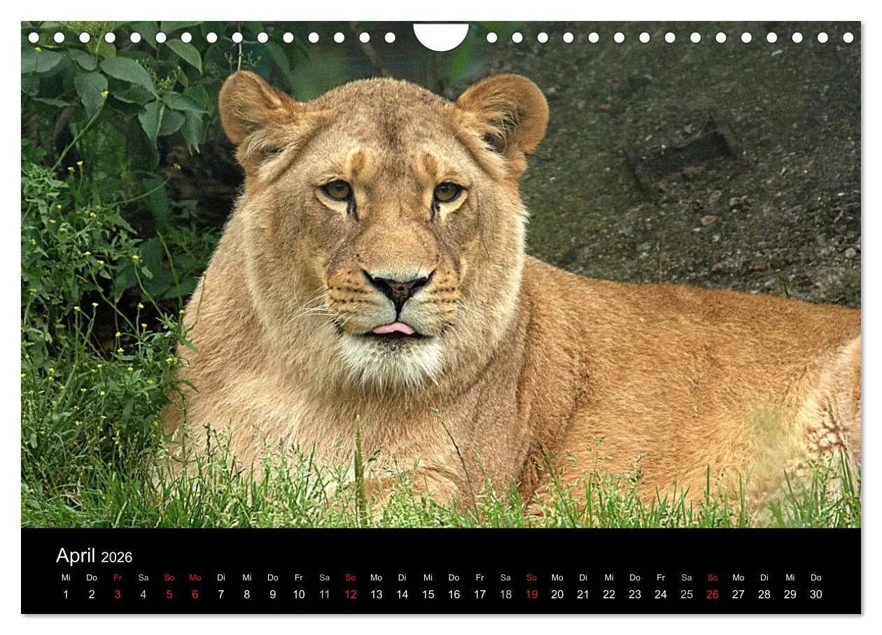 Bild: 9783516191097 | Löwen (Wandkalender 2026 DIN A4 quer), CALVENDO Monatskalender | Klatt