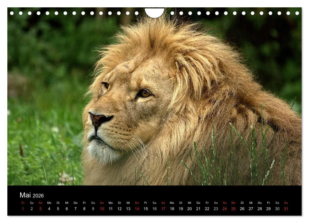 Bild: 9783516191097 | Löwen (Wandkalender 2026 DIN A4 quer), CALVENDO Monatskalender | Klatt