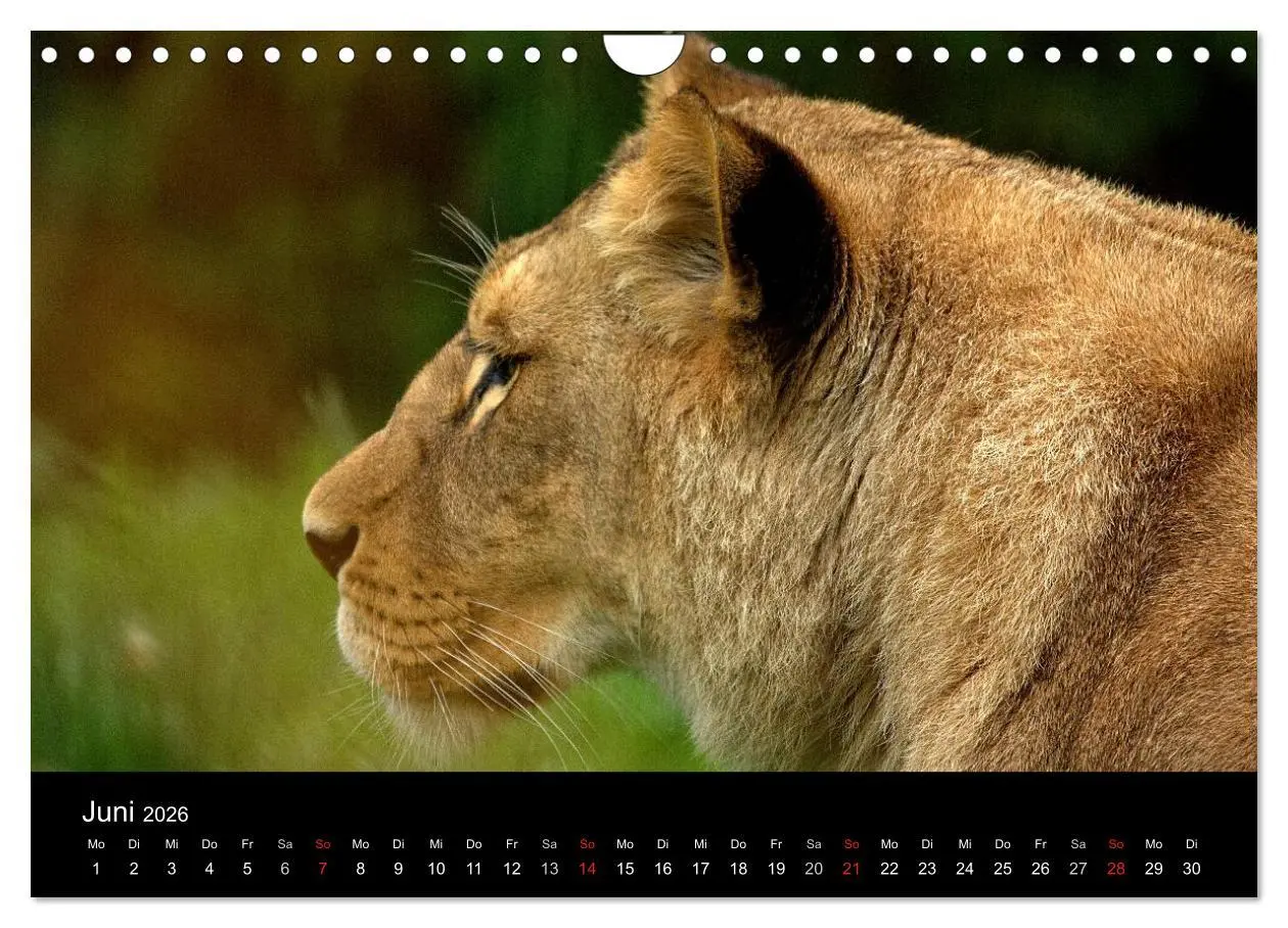 Bild: 9783516191097 | Löwen (Wandkalender 2026 DIN A4 quer), CALVENDO Monatskalender | Klatt