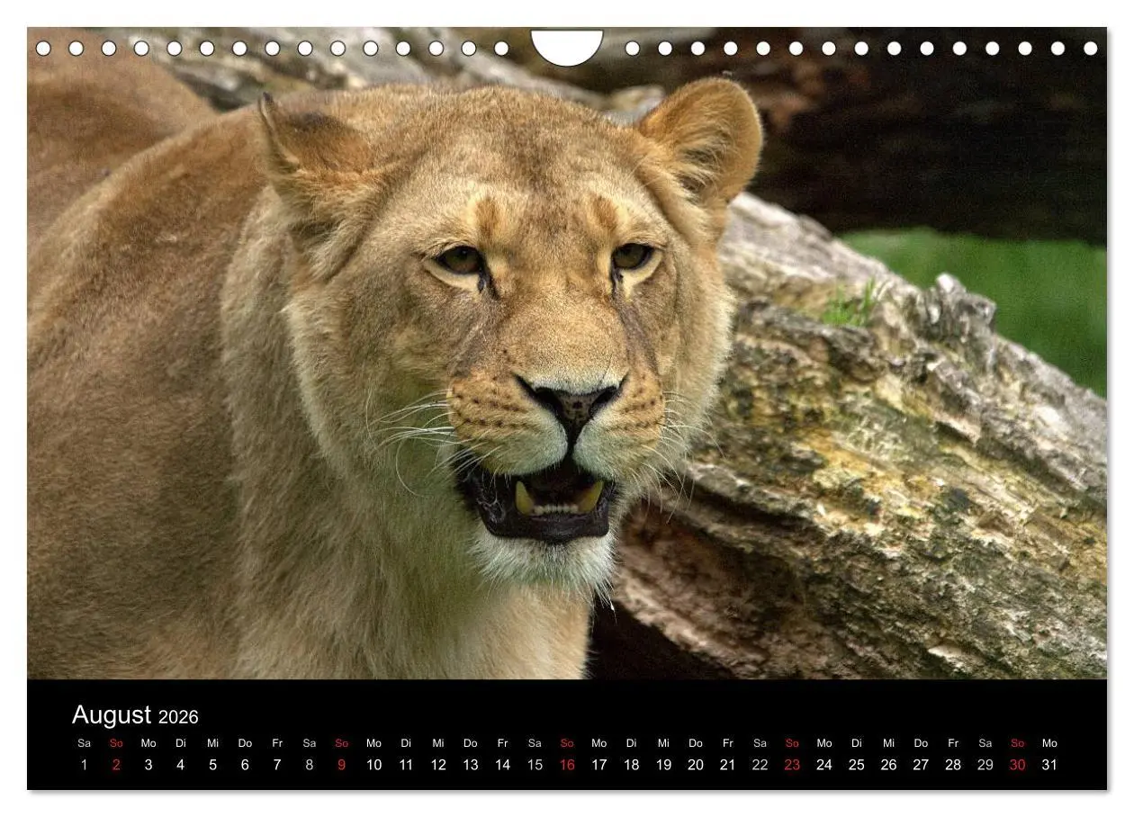 Bild: 9783516191097 | Löwen (Wandkalender 2026 DIN A4 quer), CALVENDO Monatskalender | Klatt