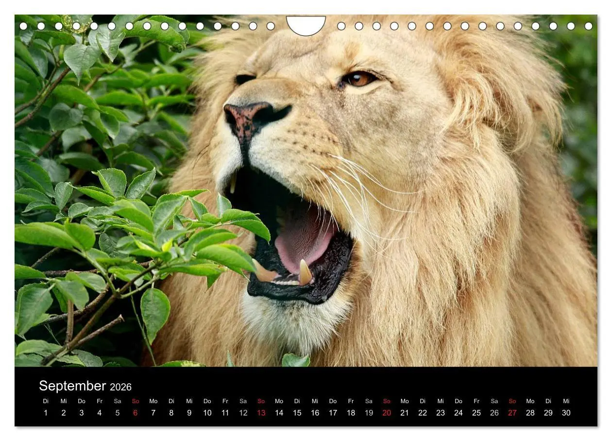 Bild: 9783516191097 | Löwen (Wandkalender 2026 DIN A4 quer), CALVENDO Monatskalender | Klatt