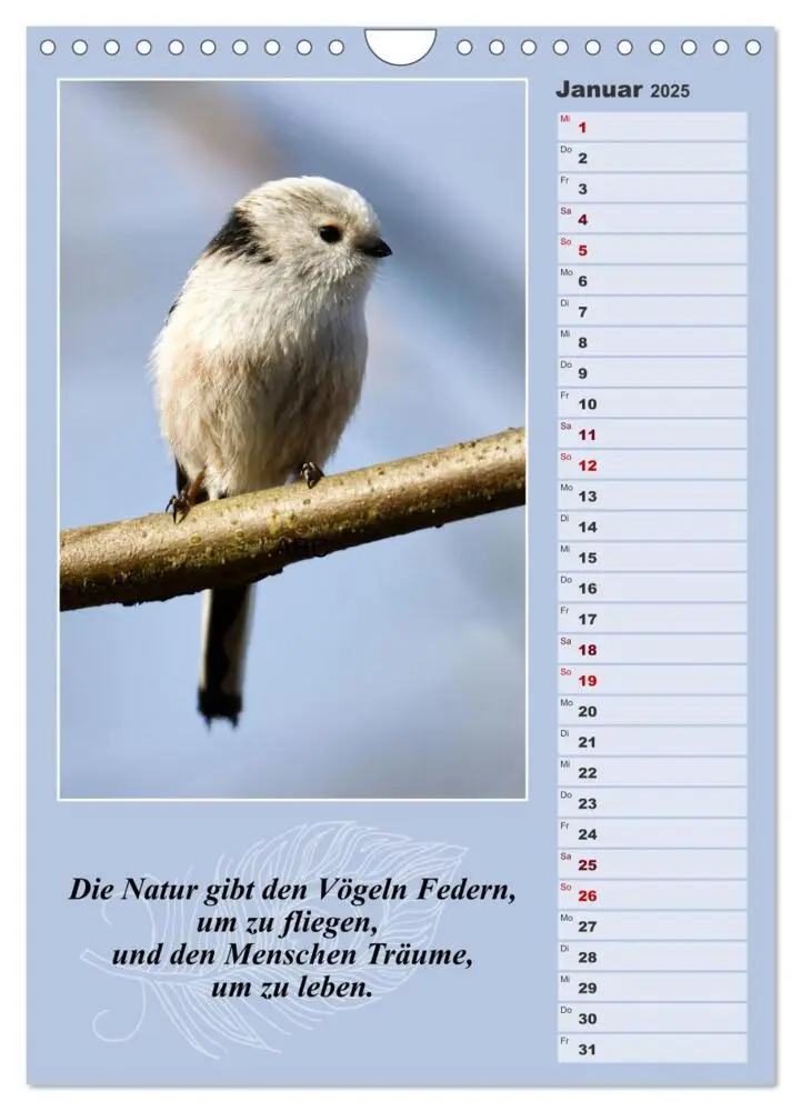 Bild: 9783383811197 | Schwanzmeisen, die niedlichen kleinen Pfannenstielchen...