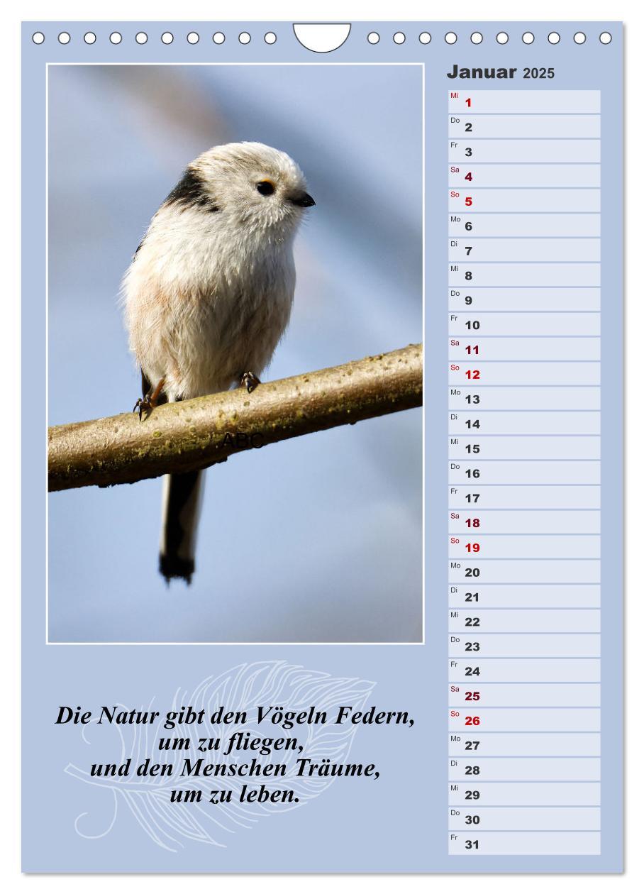 Bild: 9783383811197 | Schwanzmeisen, die niedlichen kleinen Pfannenstielchen...