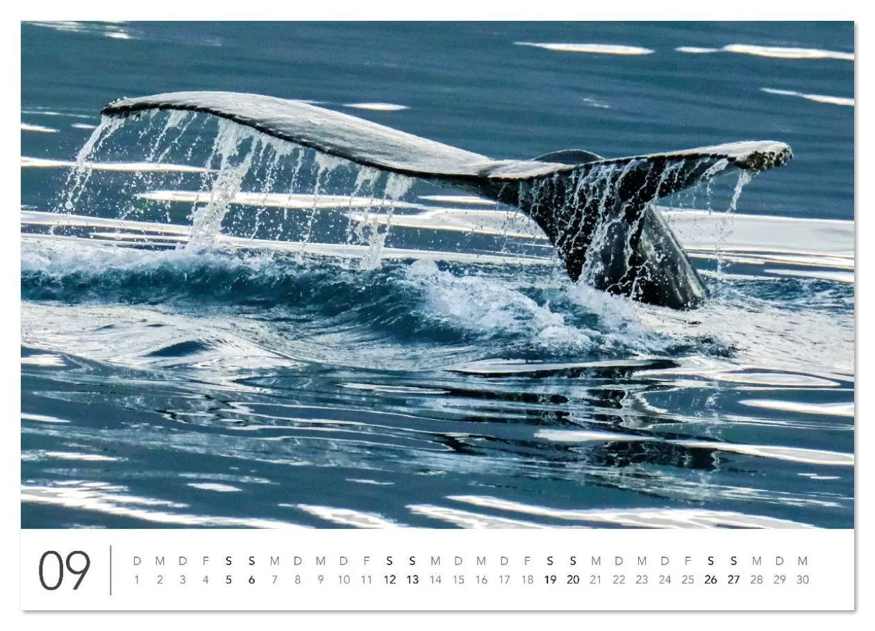 Bild: 9783516631197 | Magisches Island (Wandkalender 2026 DIN A3 quer), CALVENDO...
