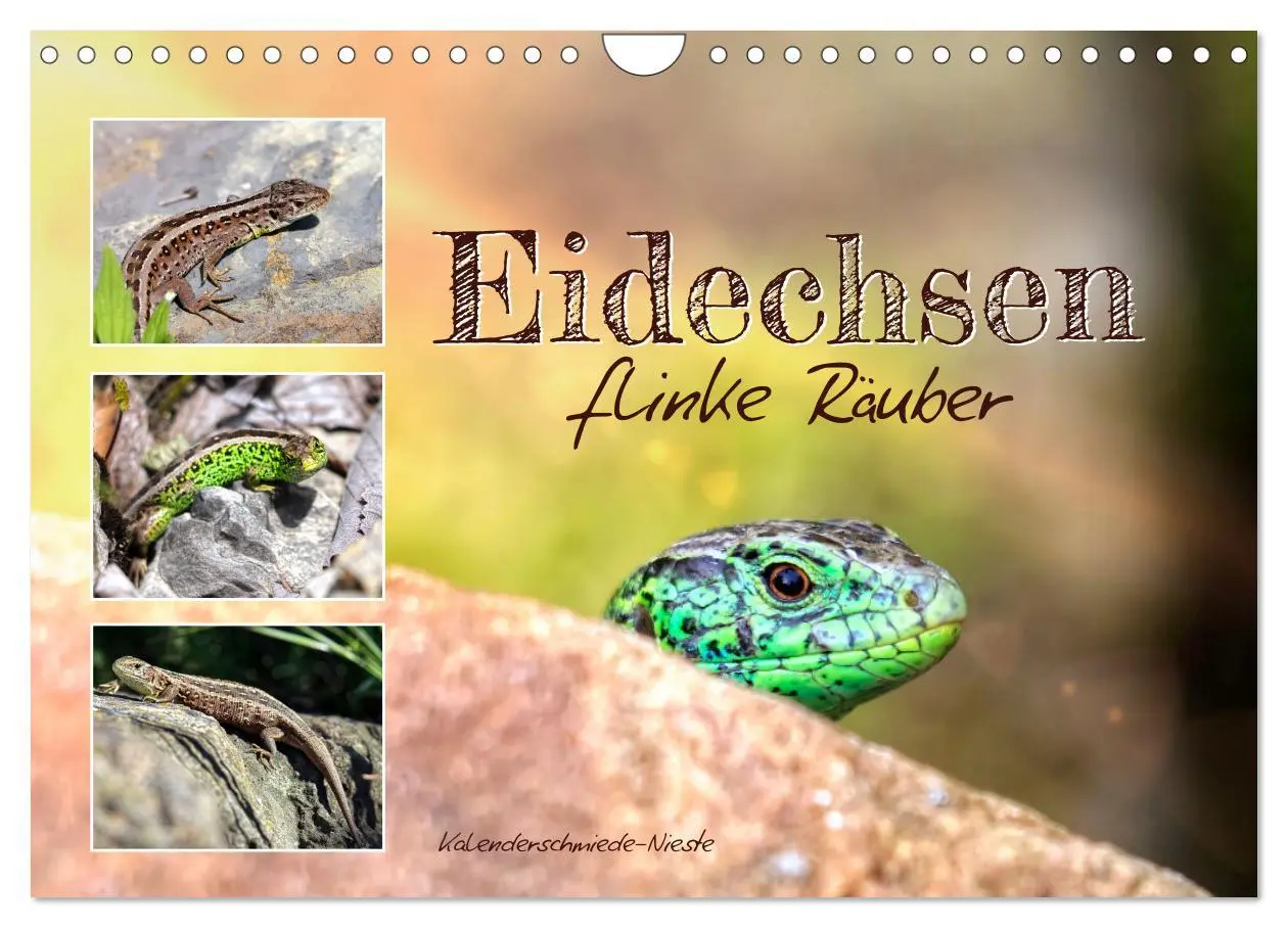 Cover: 9783457911297 | Eidechsen, flinke Räuber (Wandkalender 2026 DIN A4 quer), CALVENDO...