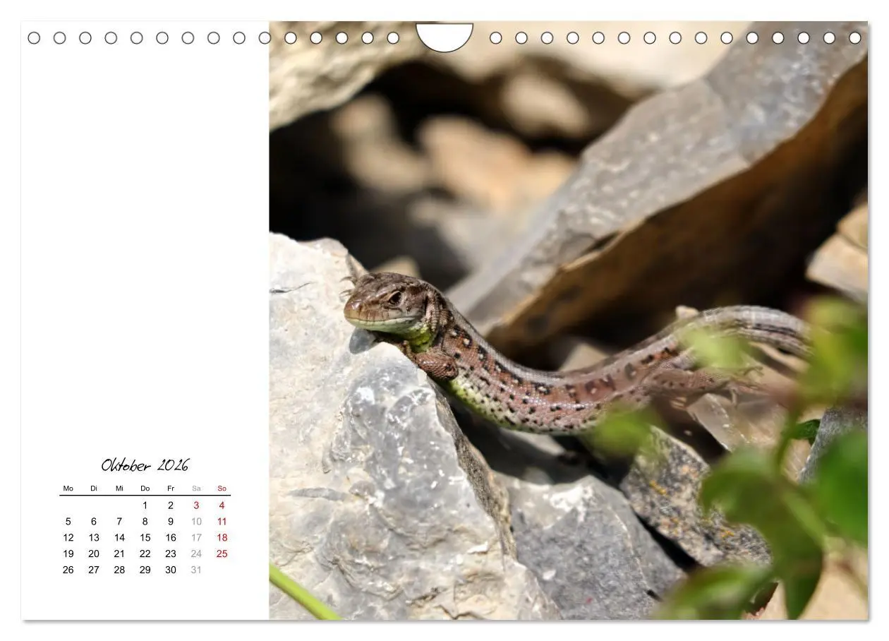 Bild: 9783457911297 | Eidechsen, flinke Räuber (Wandkalender 2026 DIN A4 quer), CALVENDO...