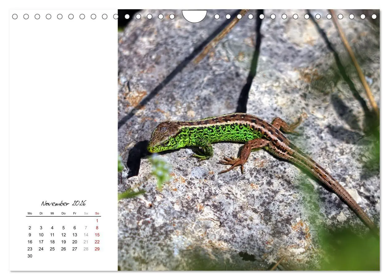 Bild: 9783457911297 | Eidechsen, flinke Räuber (Wandkalender 2026 DIN A4 quer), CALVENDO...