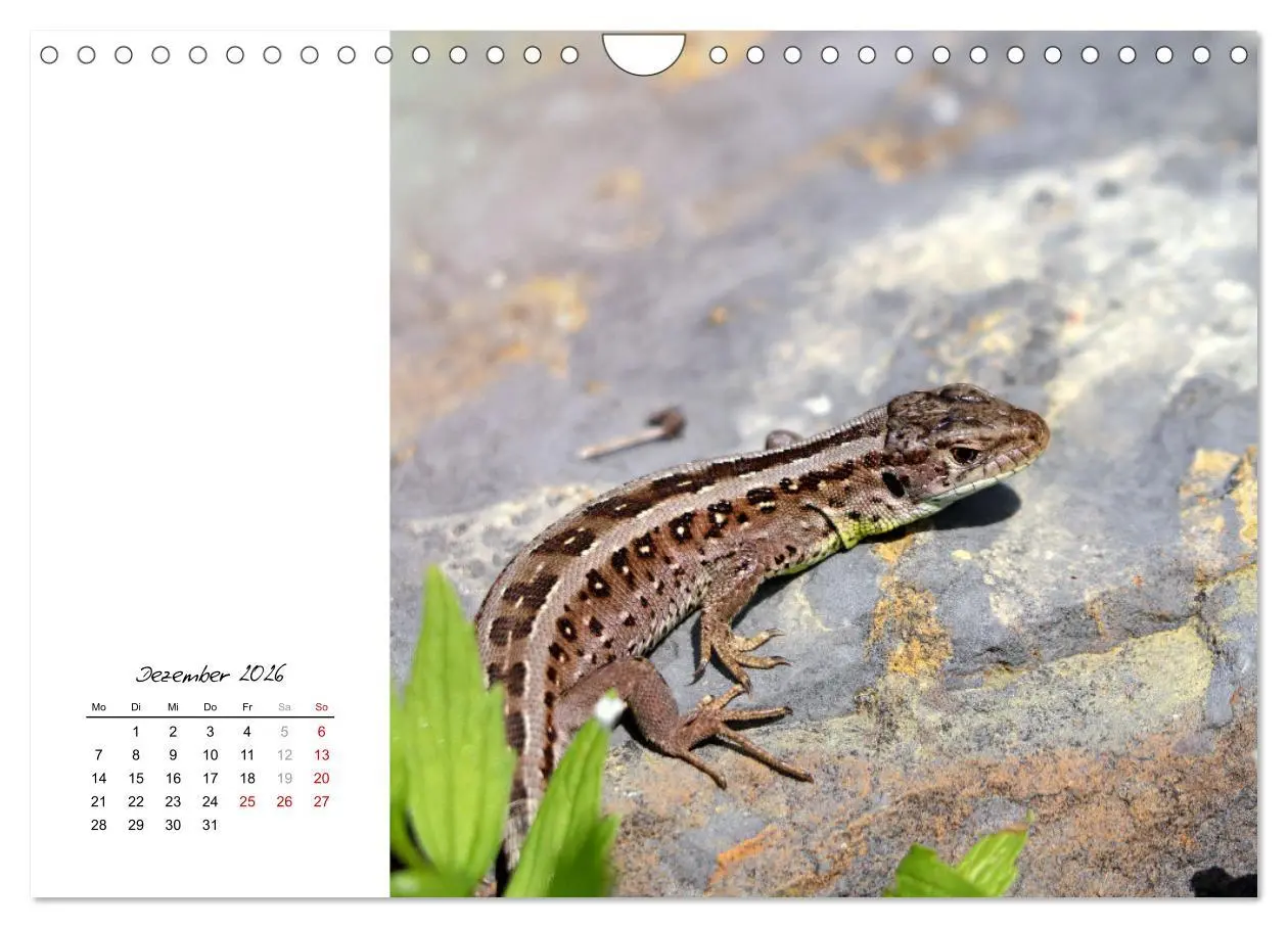 Bild: 9783457911297 | Eidechsen, flinke Räuber (Wandkalender 2026 DIN A4 quer), CALVENDO...
