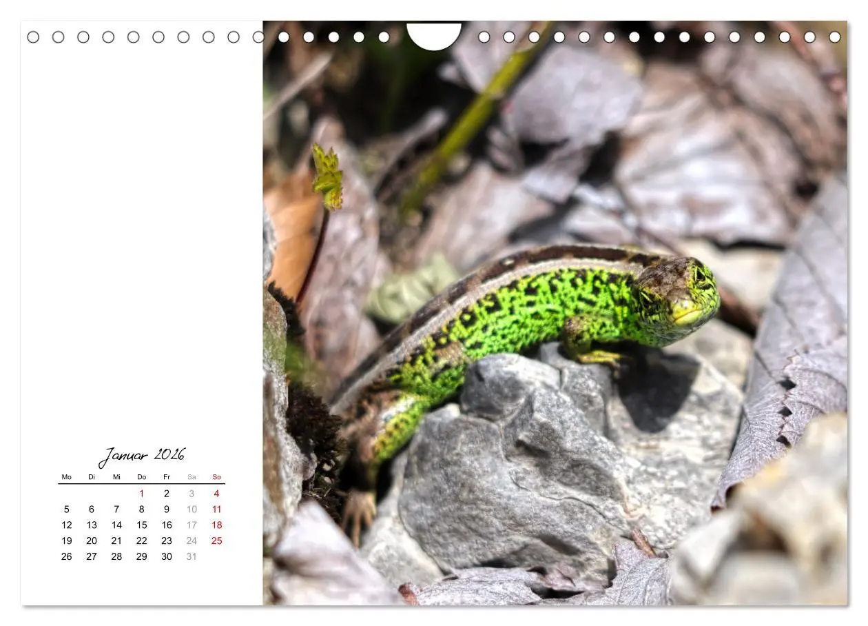Bild: 9783457911297 | Eidechsen, flinke Räuber (Wandkalender 2026 DIN A4 quer), CALVENDO...
