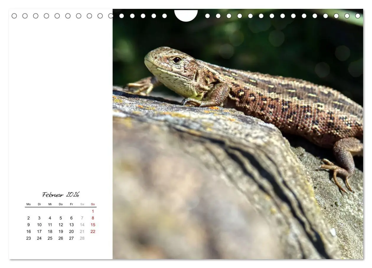 Bild: 9783457911297 | Eidechsen, flinke Räuber (Wandkalender 2026 DIN A4 quer), CALVENDO...
