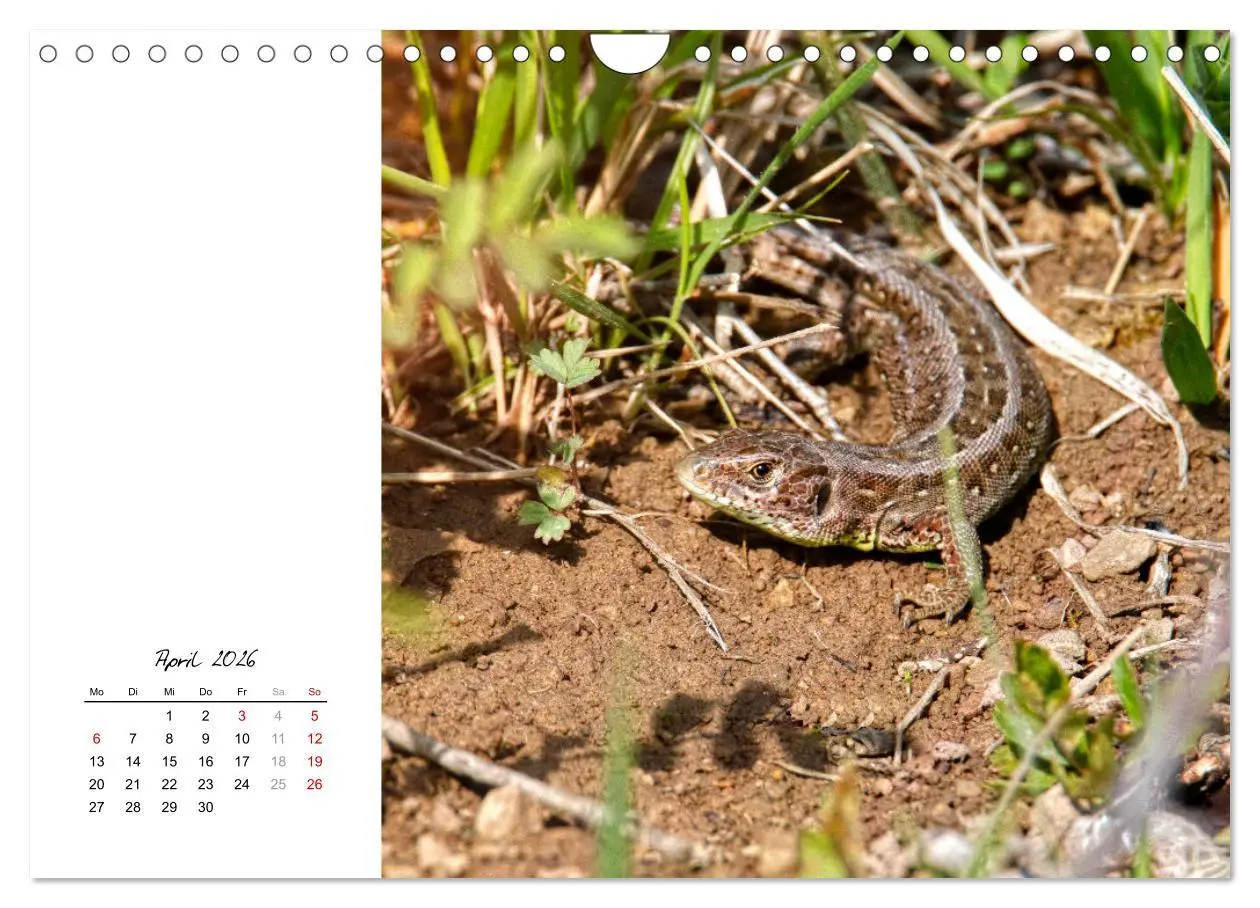 Bild: 9783457911297 | Eidechsen, flinke Räuber (Wandkalender 2026 DIN A4 quer), CALVENDO...