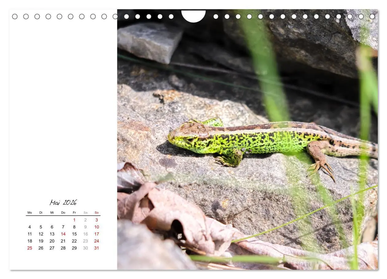 Bild: 9783457911297 | Eidechsen, flinke Räuber (Wandkalender 2026 DIN A4 quer), CALVENDO...