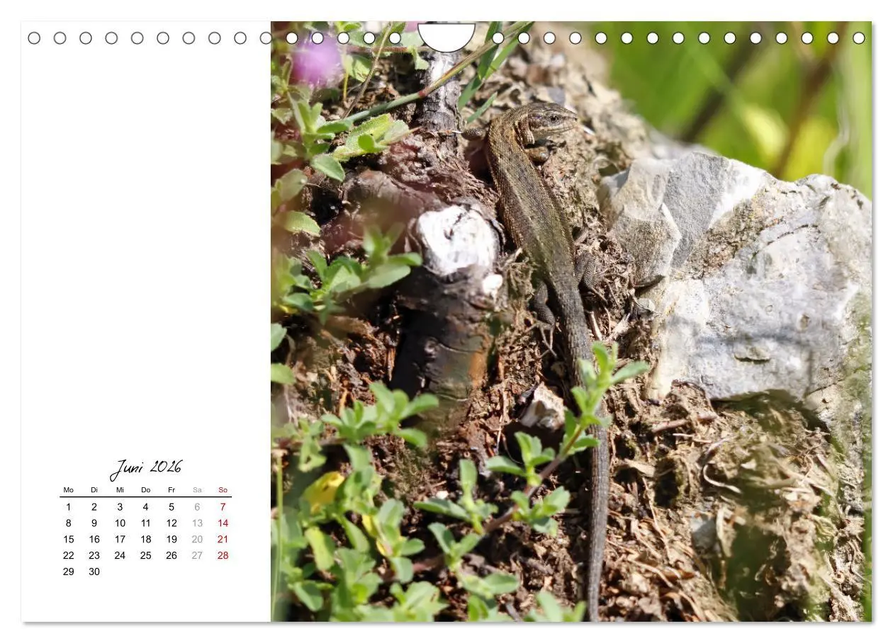 Bild: 9783457911297 | Eidechsen, flinke Räuber (Wandkalender 2026 DIN A4 quer), CALVENDO...