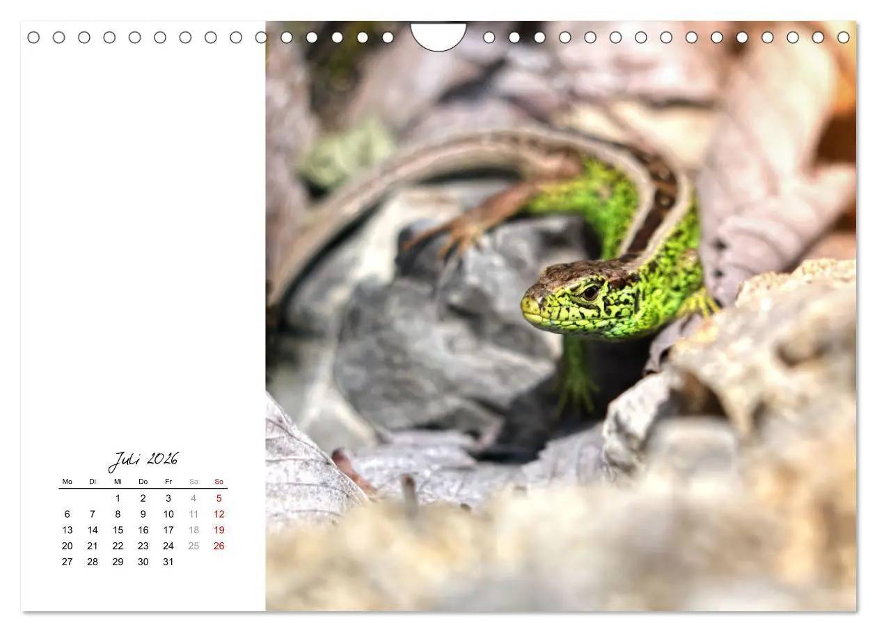 Bild: 9783457911297 | Eidechsen, flinke Räuber (Wandkalender 2026 DIN A4 quer), CALVENDO...