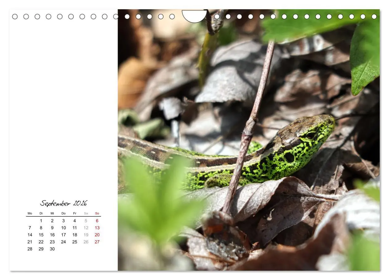 Bild: 9783457911297 | Eidechsen, flinke Räuber (Wandkalender 2026 DIN A4 quer), CALVENDO...
