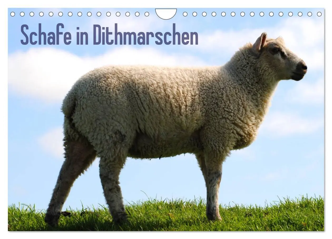 Cover: 9783516171297 | Schafe in Dithmarschen (Wandkalender 2026 DIN A4 quer), CALVENDO...