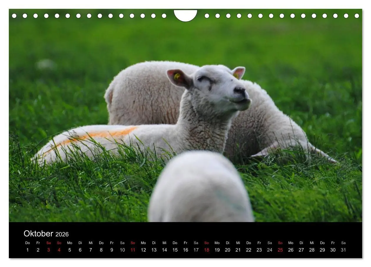 Bild: 9783516171297 | Schafe in Dithmarschen (Wandkalender 2026 DIN A4 quer), CALVENDO...