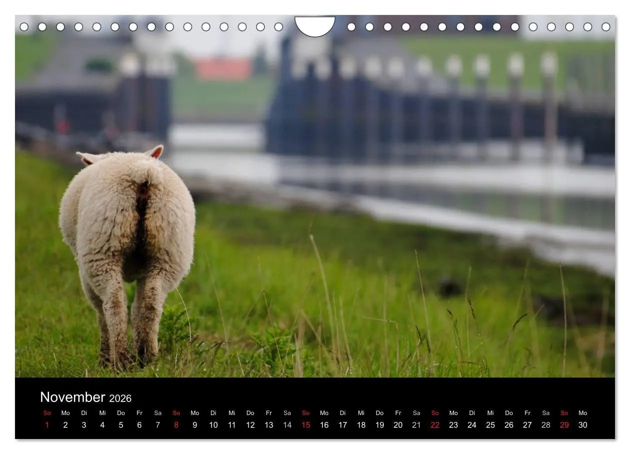 Bild: 9783516171297 | Schafe in Dithmarschen (Wandkalender 2026 DIN A4 quer), CALVENDO...