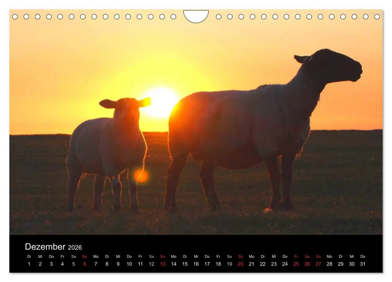 Bild: 9783516171297 | Schafe in Dithmarschen (Wandkalender 2026 DIN A4 quer), CALVENDO...